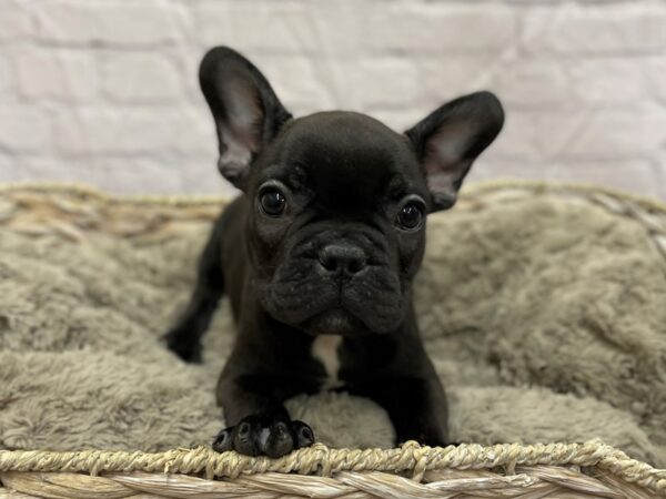 French Bulldog DOG Male Black 15475 Petland Chillicothe, Ohio