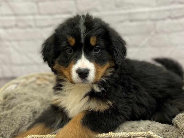 Bernese Mountain Dog-DOG-Female-Black Rust / White-15472-Petland Chillicothe, Ohio