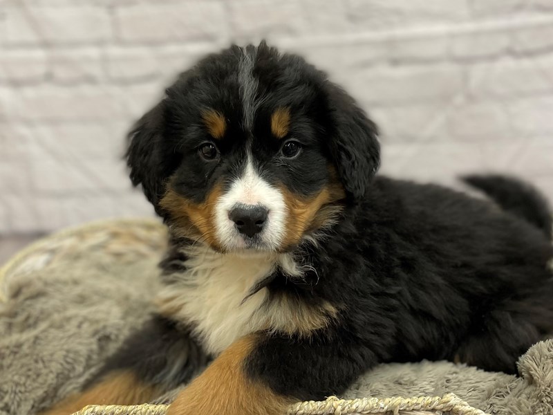 Black bernese mountain sales dog