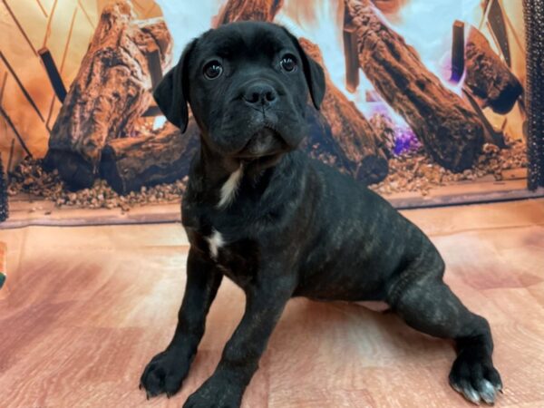 Cane Corso DOG Female Black Brindle 15470 Petland Chillicothe, Ohio