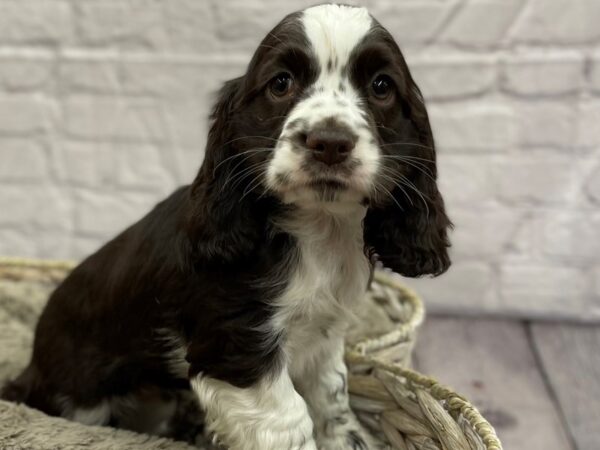 Cocker Spaniel DOG Female CHOC MERLE 15467 Petland Chillicothe, Ohio