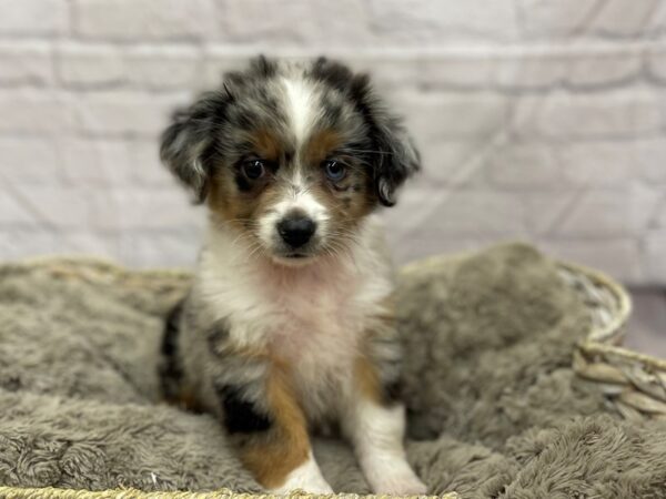 Mini Aussie DOG Female BLUE MERLE 15465 Petland Chillicothe, Ohio