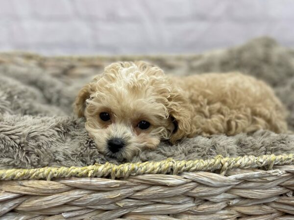 Cava Poo DOG Female RED WH 15464 Petland Chillicothe, Ohio