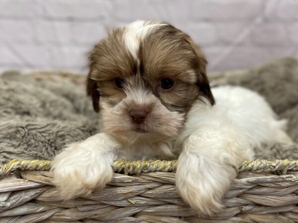 Shorkie DOG Female CHOC WH 15463 Petland Chillicothe, Ohio