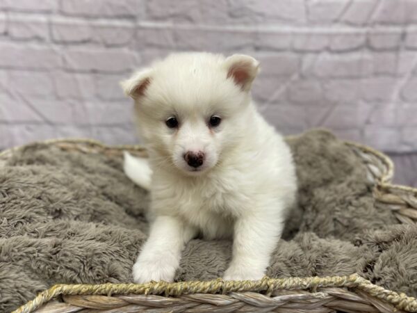 Pomsky Eskimo DOG Male White 15460 Petland Chillicothe, Ohio