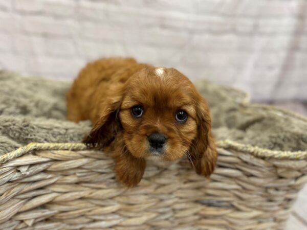 Cavalier King Charles Spaniel DOG Female Red 15459 Petland Chillicothe, Ohio