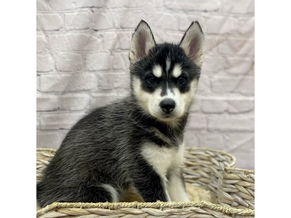 Siberian Husky DOG Female Black and White 15481 Petland Chillicothe, Ohio