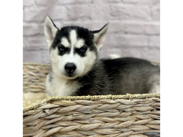Siberian Husky DOG Male Black and White 15480 Petland Chillicothe, Ohio