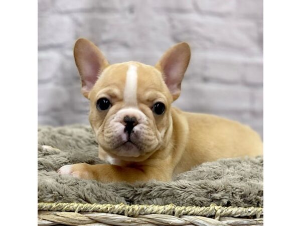 French Bulldog DOG Male FAWN 15476 Petland Chillicothe, Ohio