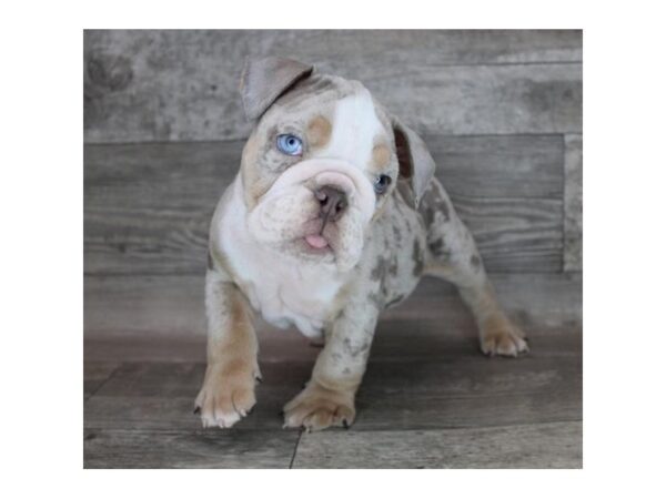 Bulldog DOG Male Lilac Merle 15495 Petland Chillicothe, Ohio