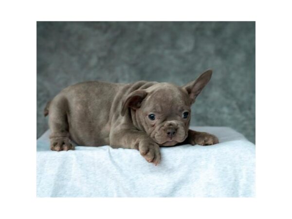 French Bulldog DOG Female Blue 15498 Petland Chillicothe, Ohio