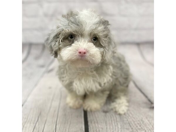 Poodle DOG Female Blue Merle 15499 Petland Chillicothe, Ohio