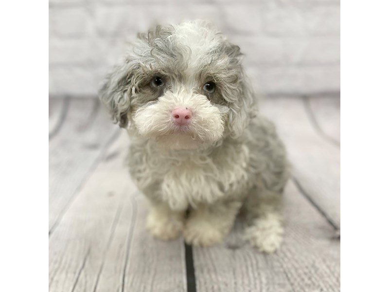 Merle poodle puppies on sale
