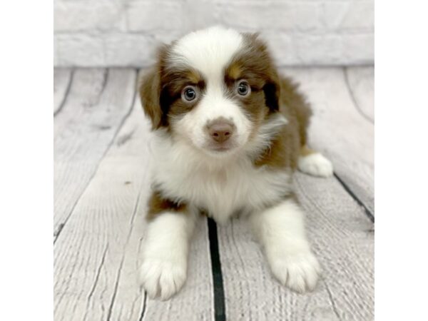 Miniature Australian Shepherd DOG Male RED TRI 15494 Petland Chillicothe, Ohio