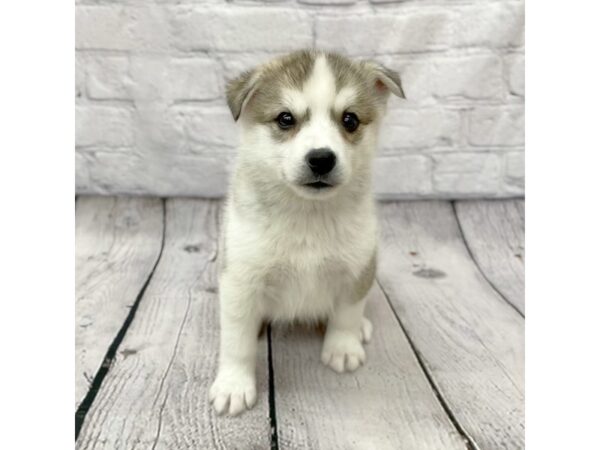 HuskieMoe DOG Female SILVER WHITE 15493 Petland Chillicothe, Ohio