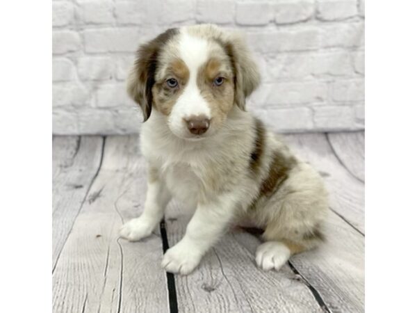 Miniature Australian Shepherd DOG Male CHOC MERLE 15490 Petland Chillicothe, Ohio