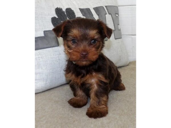 Yorkshire Terrier DOG Female Chocolate / Tan 15504 Petland Chillicothe, Ohio