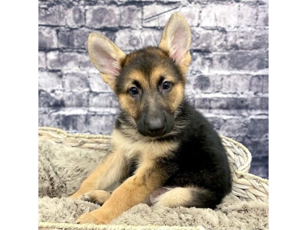 German Shepherd DOG Female Black & Tan 15506 Petland Chillicothe, Ohio