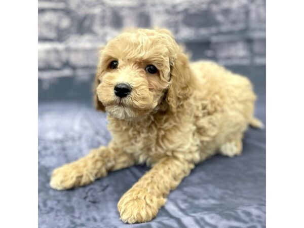 F2 MINI GOLDENDOODLE DOG Male Red 15508 Petland Chillicothe, Ohio