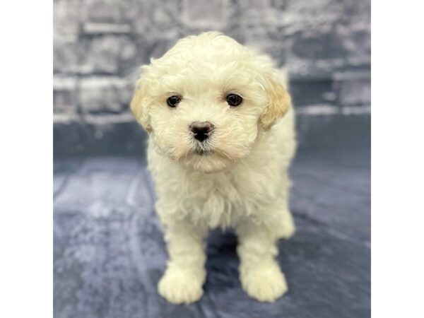 Daisy Dog-DOG-Female-BRN WH-15513-Petland Chillicothe, Ohio