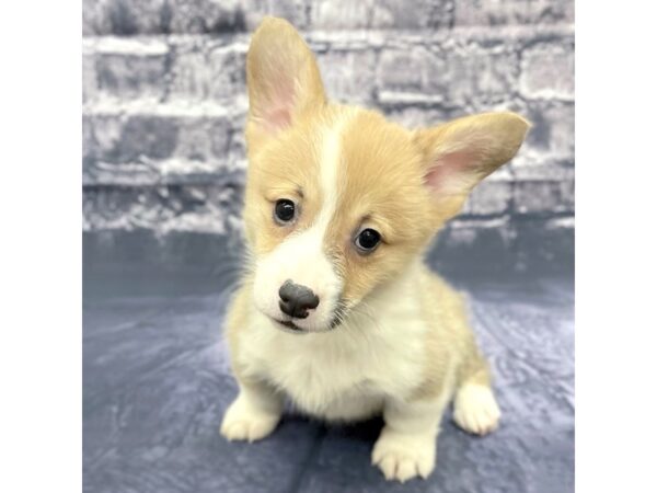 Pembroke Welsh Corgi DOG Male Red / White 15518 Petland Chillicothe, Ohio