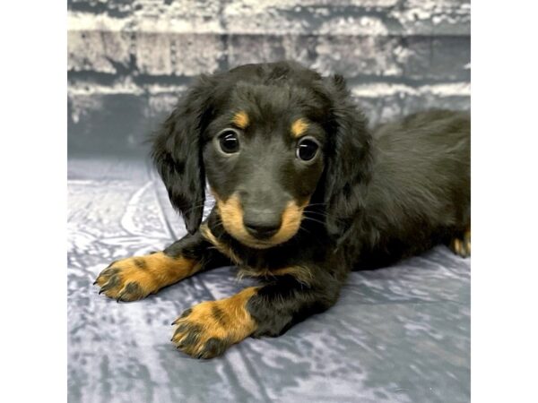 Dachshund DOG Male Black / Tan 15519 Petland Chillicothe, Ohio