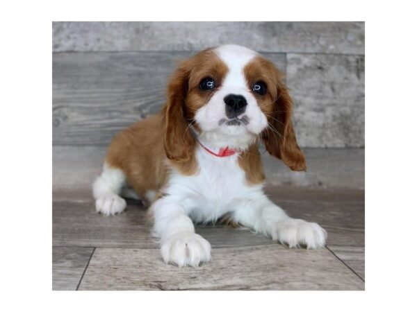 Cavalier King Charles Spaniel DOG Male Blenheim 15538 Petland Chillicothe, Ohio