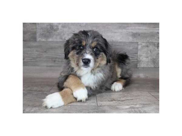 Australian Shepherd-DOG-Male-Blue Merle-15537-Petland Chillicothe, Ohio