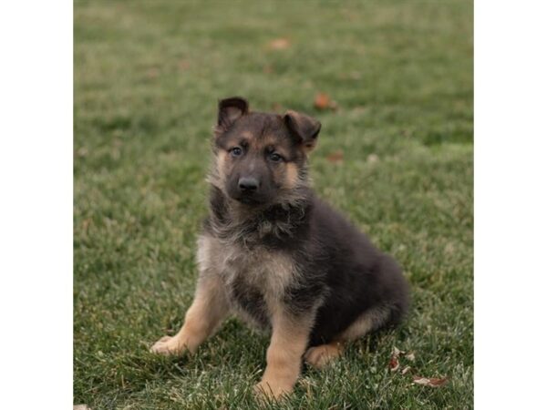 German Shepherd Dog DOG Male Black / Silver 15543 Petland Chillicothe, Ohio