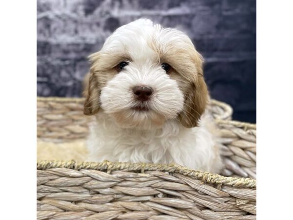 Lhasa Apso DOG Female BROWN WHITE 15477 Petland Chillicothe, Ohio