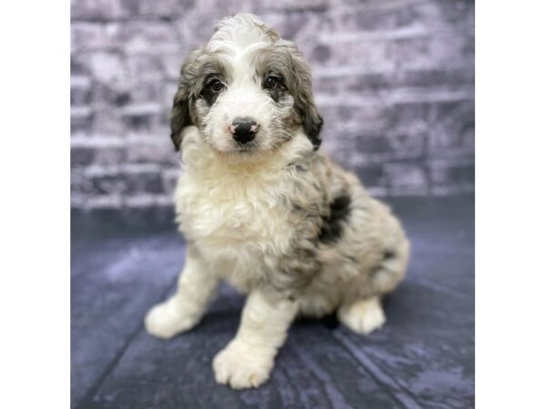 Aussie Poo DOG Male Blue Merle 15526 Petland Chillicothe, Ohio