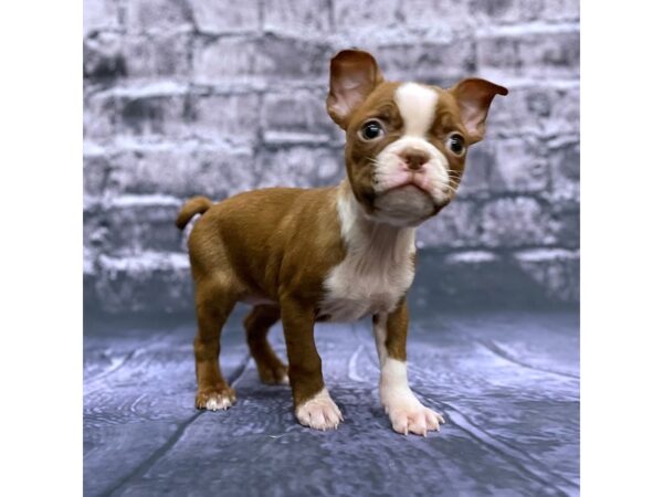 Boston Terrier DOG Female CHOC 15529 Petland Chillicothe, Ohio