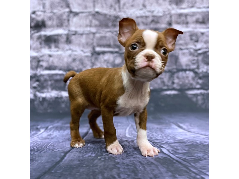 Tan best sale boston terrier