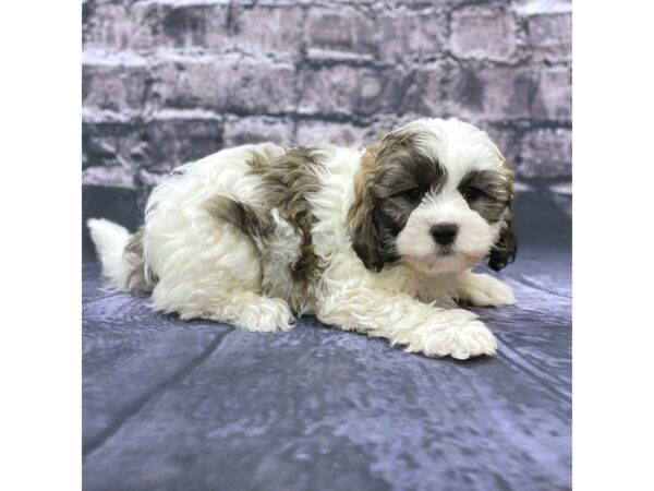 Daisy Dog-DOG-Male-BROWN WH-15530-Petland Chillicothe, Ohio