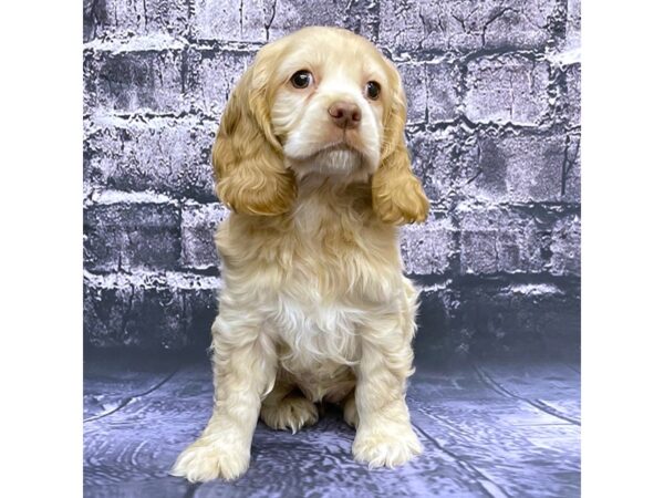 Cocker Spaniel-DOG-Female-BRN WH-15532-Petland Chillicothe, Ohio