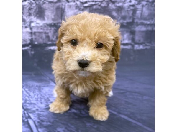 Poo Chon-DOG-Female-RED-15535-Petland Chillicothe, Ohio