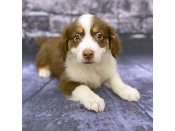 Mini Aussie-DOG-Female-RED TRI-15536-Petland Chillicothe, Ohio