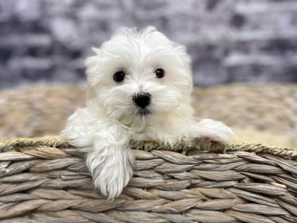 Maltese DOG Female White 15539 Petland Chillicothe, Ohio