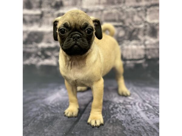 Pug DOG Female Fawn 15540 Petland Chillicothe, Ohio