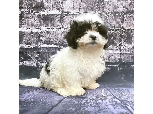 Teddy Bear DOG Male Black / White 15541 Petland Chillicothe, Ohio