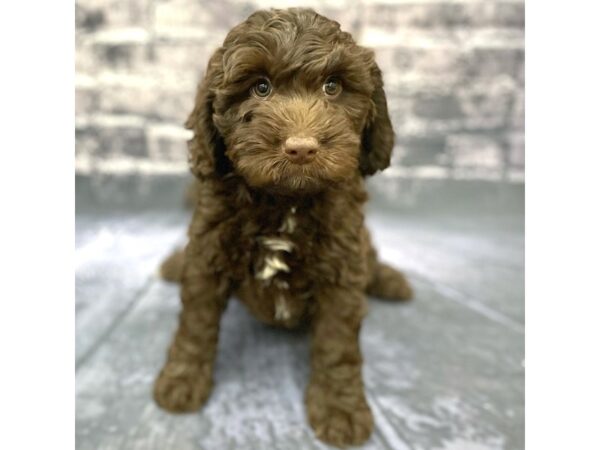 Labradoodle Mini 2nd Gen-DOG-Female-Chocolate-15542-Petland Chillicothe, Ohio