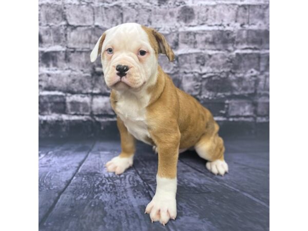 Olde Bulldog-DOG-Male-Merle-15544-Petland Chillicothe, Ohio
