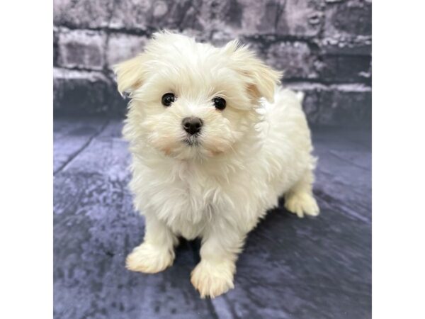 Maltese DOG Male White 15545 Petland Chillicothe, Ohio