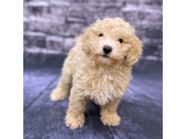 Poodle DOG Male Cream 15546 Petland Chillicothe, Ohio