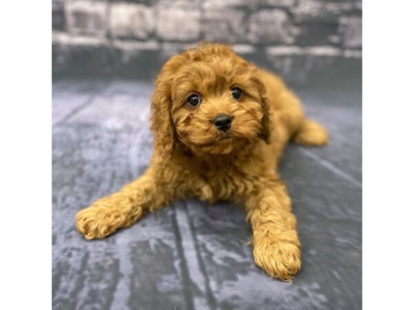 Cavapoo DOG Male Red 15547 Petland Chillicothe, Ohio