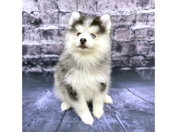 Pomsky DOG Female Gray / White 15549 Petland Chillicothe, Ohio