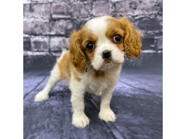 Cavalier King Charles Spaniel DOG Female Blenheim 15551 Petland Chillicothe, Ohio