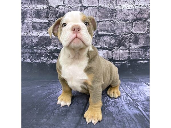 English Bulldog-DOG-Male-Lilac Tri-15552-Petland Chillicothe, Ohio