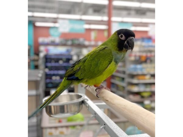 Nanday Conure-BIRD--Black with Green body-15375-Petland Chillicothe, Ohio