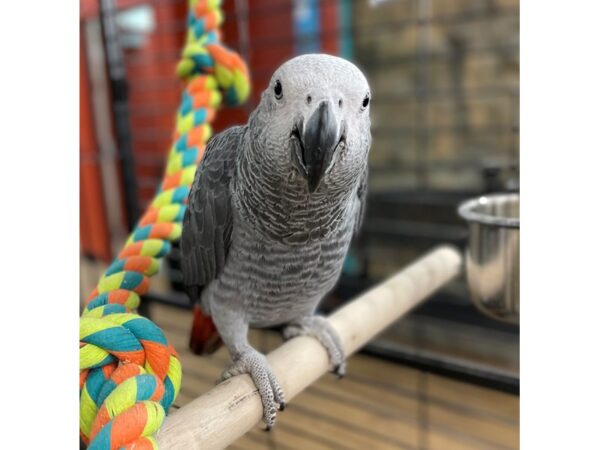 Congo African Grey BIRD 15456 Petland Chillicothe, Ohio